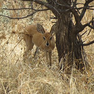 Steenbok Namibia