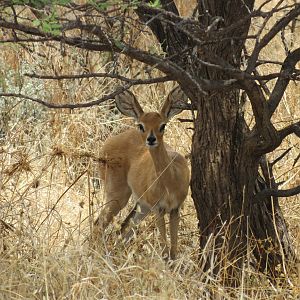 Steenbok Namibia