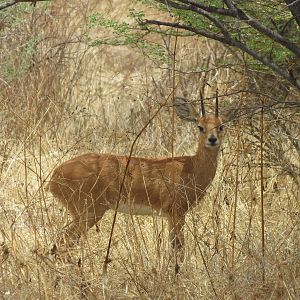 Steenbok Namibia