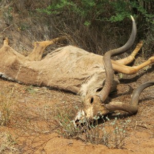 Kudu Carcass Namibia