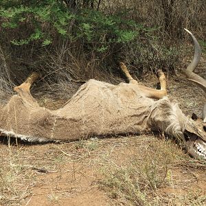 Kudu Carcass Namibia