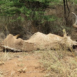 Kudu Carcass Namibia