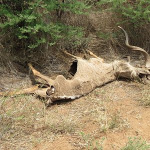 Kudu Carcass Namibia