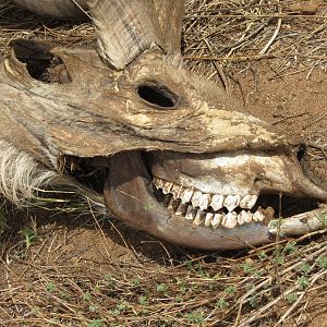 Kudu Carcass Namibia