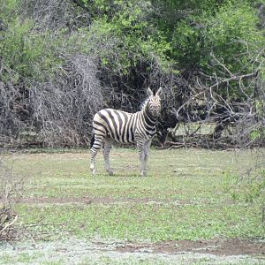 Zebra Namibia