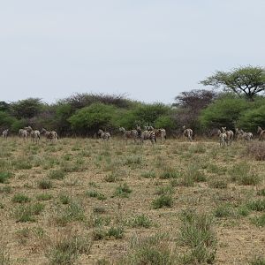 Zebra Namibia