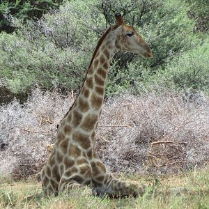 Giraffe Namibia