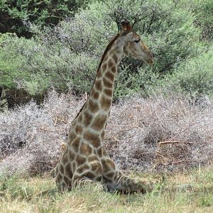 Giraffe Namibia