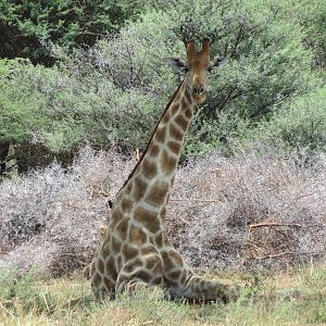 Giraffe Namibia