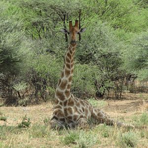 Giraffe Namibia