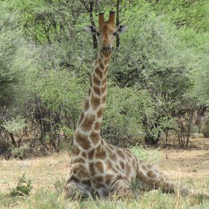 Giraffe Namibia