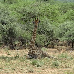 Giraffe Namibia