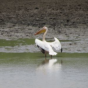 Pelican Namibia