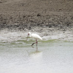 Spatula Namibia