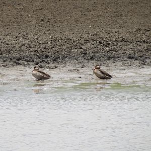 Duck Namibia