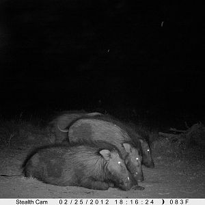 Giant Forest Hog on Trail Camera