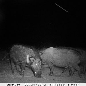 Giant Forest Hog on Trail Camera