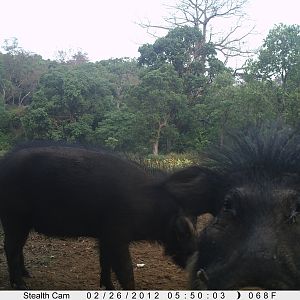 Giant Forest Hog on Trail Camera