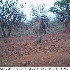 Giant Eland on Trail Camera