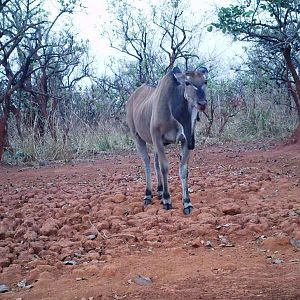 Giant Eland on Trail Camera