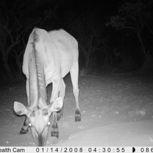 Giant Eland on Trail Camera