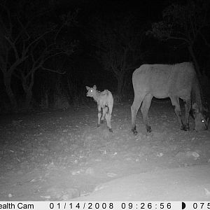 Giant Eland on Trail Camera