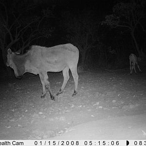 Giant Eland on Trail Camera