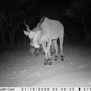 Giant Eland on Trail Camera