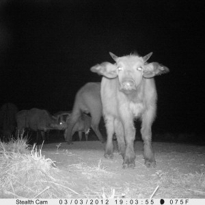 Buffalo on Trail Camera