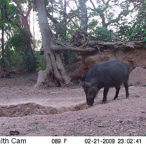 Giant Forest Hog on Trail Camera