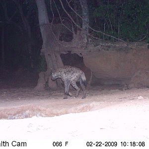 Spotted Hyena on Trail Camera