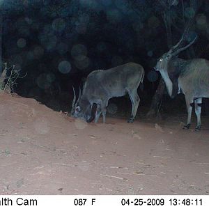 Giant Eland on Trail Camera