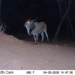 Giant Eland on Trail Camera