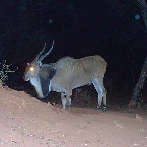 Giant Eland on Trail Camera