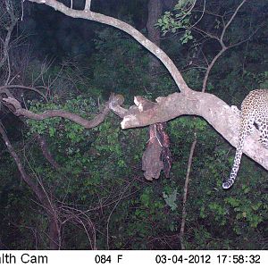 Leopard on Trail Camera