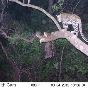 Leopard on Trail Camera