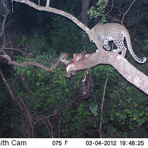 Leopard on Trail Camera