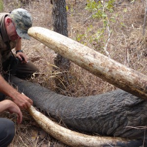 Hunting Elephant