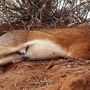 Hunting Impala in Namibia