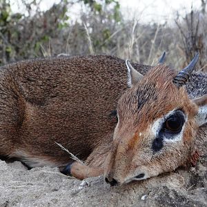 Hunting Kirk Dik-Dik