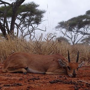 Hunting Steenbok