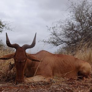 Hunting Coke Hartebeest