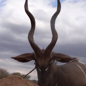 Hunting Lesser Kudu