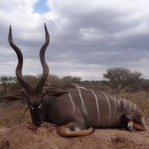 Hunting Lesser Kudu