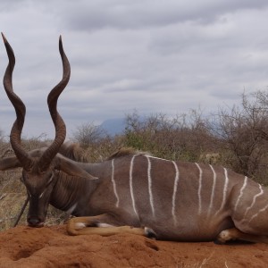 Hunting Lesser Kudu