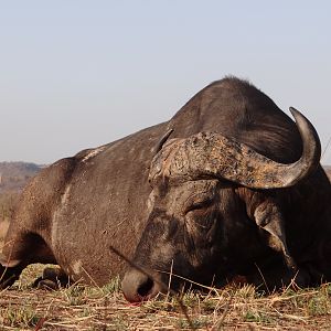 Hunting Buffalo