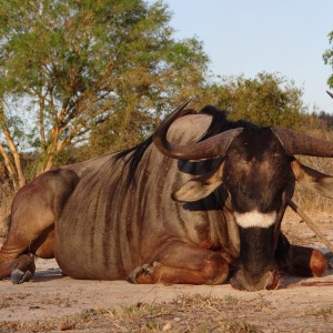 Hunting Nyasaland Wildebeest