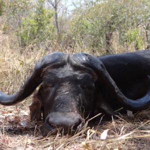 Hunting Buffalo