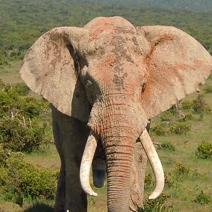 Bull Elephant ADDO Park