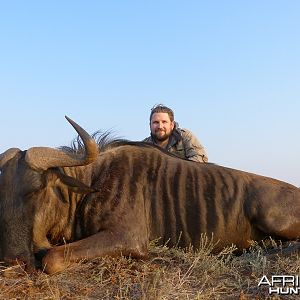 Blue Wildebeest hunted with Wintershoek Johnny Vivier Safaris